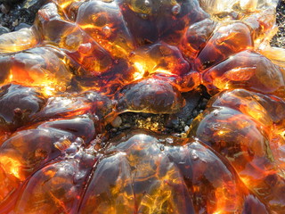 Bright Red Jellyfish