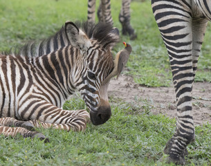 Fototapeta na wymiar Baby Zebra and Oxpecker