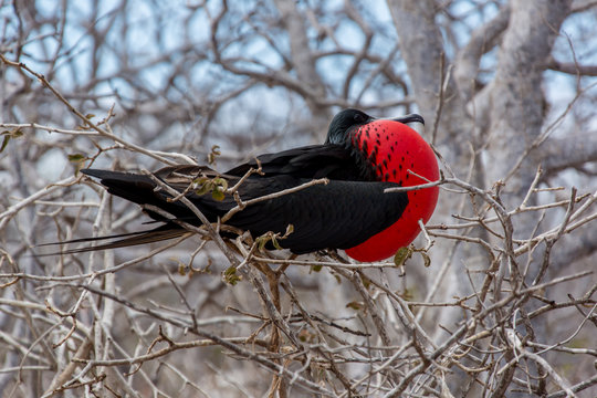 Male Frigate Bird ready for mating