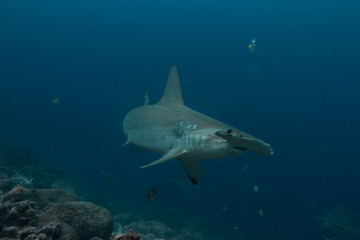 Inquisitive Hammerhead