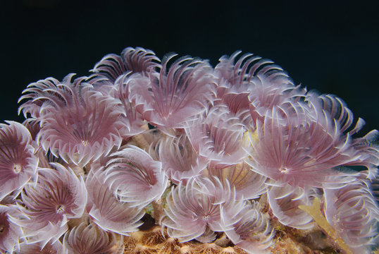 Delicate feather duster tube worms filter feeding at night