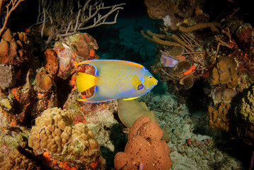 Neon yellow and blue queen angelfish on reef
