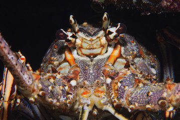 Portrait of purple-spotted Caribbean spiny lobster
