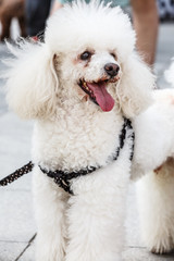 Happy white poodle dog in outdoors