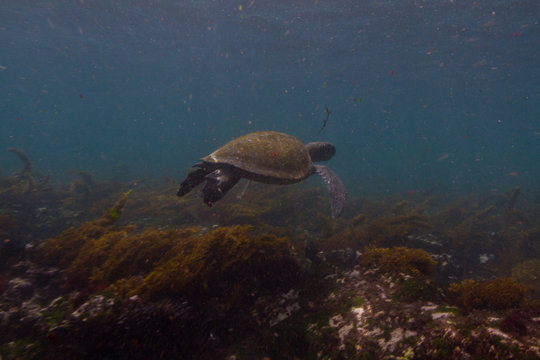 Relaxed Turtle