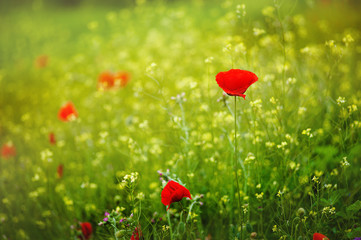 Naklejka premium red poppies in rays sun. Red poppy flowers blooming in the green grass field, floral sunny natural spring background, can be used as image for remembrance and reconciliation day