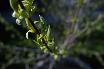 Spring Buds on Trees