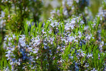Rosemary blossom, selective focus on flowers, purposely blurred