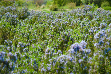 Field of beautiful Rosemary in full bloom
