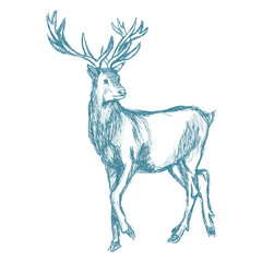 hand drawn deer big antlers, wildlife poster. blue graphic sketch vector illustration