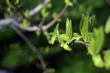 Spring Buds on Trees