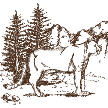 hand drawn cougar or mountain lion. landscape animal sketch wildlife vector illustration