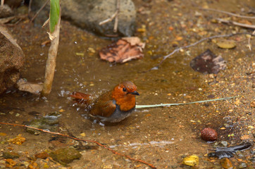 水浴びをするコマドリ