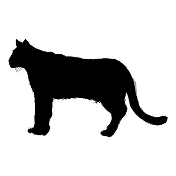 pictogram cougar or mountain lion. portrait animal wildlife vector illustration