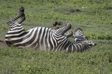 Rolling Zebra