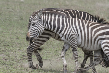 Fototapeta na wymiar Arguing Zebras