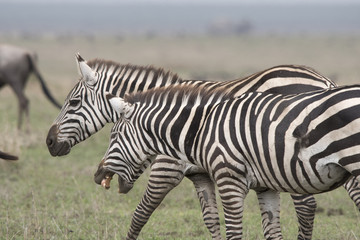 Fototapeta na wymiar Arguing Zebras