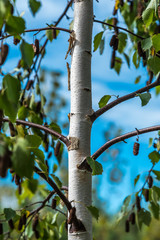 Fototapeta premium Birch