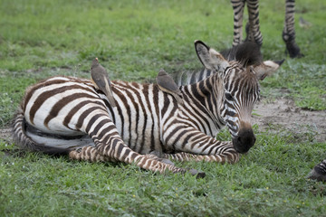 Two Oxpeckers on Baby Zebra