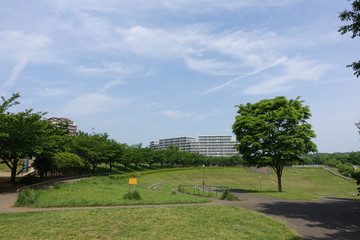 Naklejka premium 多摩の初夏 