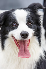 Cute border collie stretches her tongue