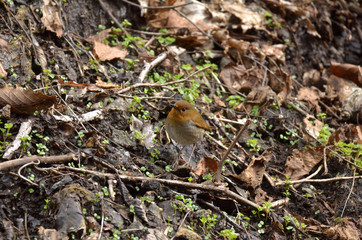 コマドリのメス