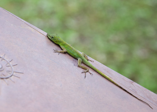 Anolis, l&eacute;zard vert, zandoli