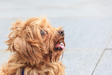 lovely yorkshire terrier dog