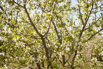 Fototapeta na wymiar Spring. apple Trees in Blossom. flowers of apple. white blooms of blossoming tree close up. Beautiful spring apricot tree with white flowers.