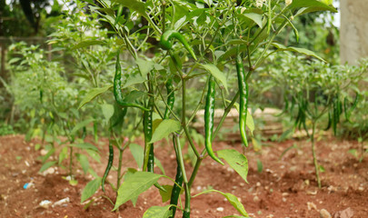 Fototapeta na wymiar Curly green chili at garden.