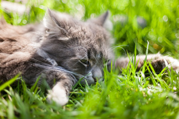 Fototapeta premium Beautiful gray furry cat lies and is played in the green dense