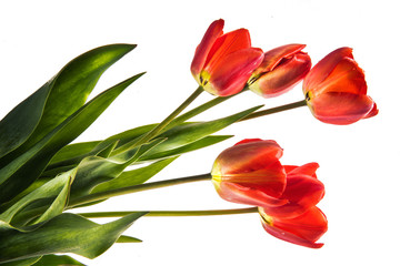 Fototapeta premium Set of five red color tulips isolated on white background