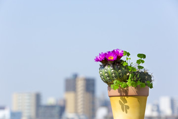 ベランダのサボテン