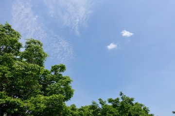 Obraz premium 青空と新緑