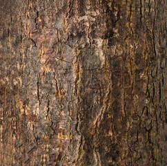 Dark Brown Cracked Tree Bark Texture
