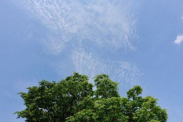 青空と新緑