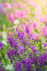 The background image of the colorful flowers