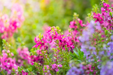 The background image of the colorful flowers