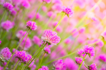 The background image of the colorful flowers
