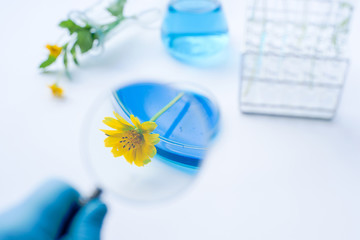Flower with laboratory glassware with bluel liquids for chemical experimental in laboratory