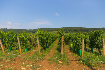 Fototapeta na wymiar Vineyard near Dijon, Burgundy, France