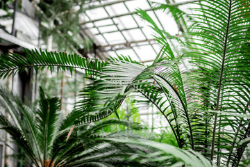 Fototapeta na wymiar exotic green plants in old orchard-house space