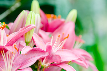 Pink lily flower blossom in a garden
