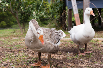 Male goose lowering head with female goose in background (selective focus)