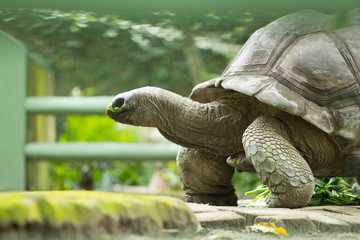 Large tortoises are walking