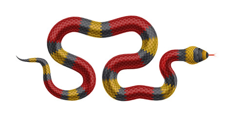 Fototapeta premium Tropical snake isolated on white background.