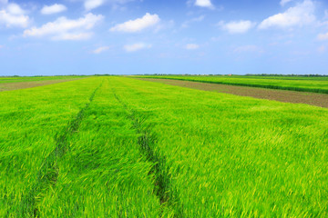 Fototapeta premium Green wheat detail