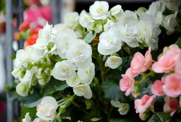 Begonias at Redmond farmer market.