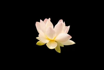 Papier Peint photo autocollant fleur de lotus full bloom lotus on black