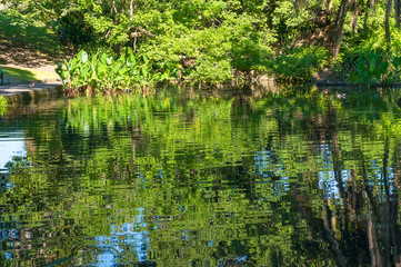 Urban park with pond background
